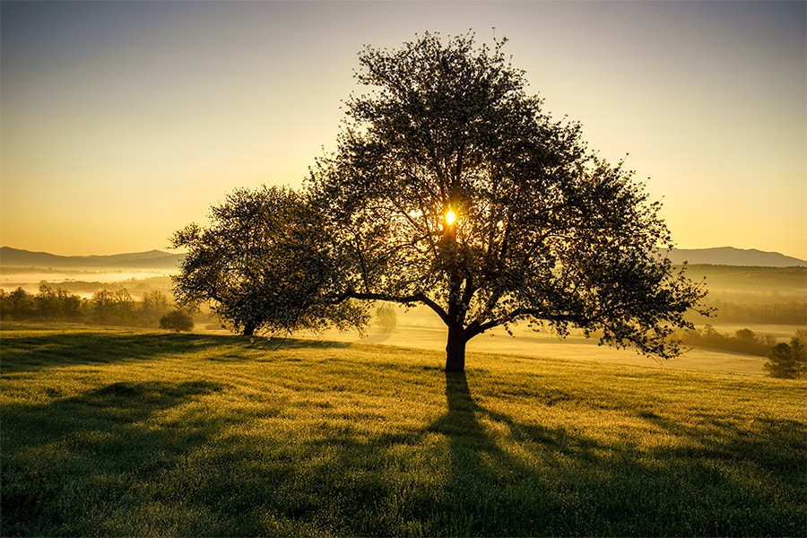 Apple Trees at Sunrise