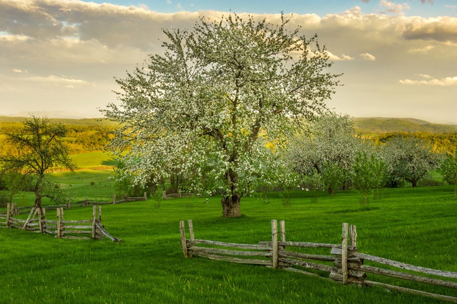 Spring Blossoms