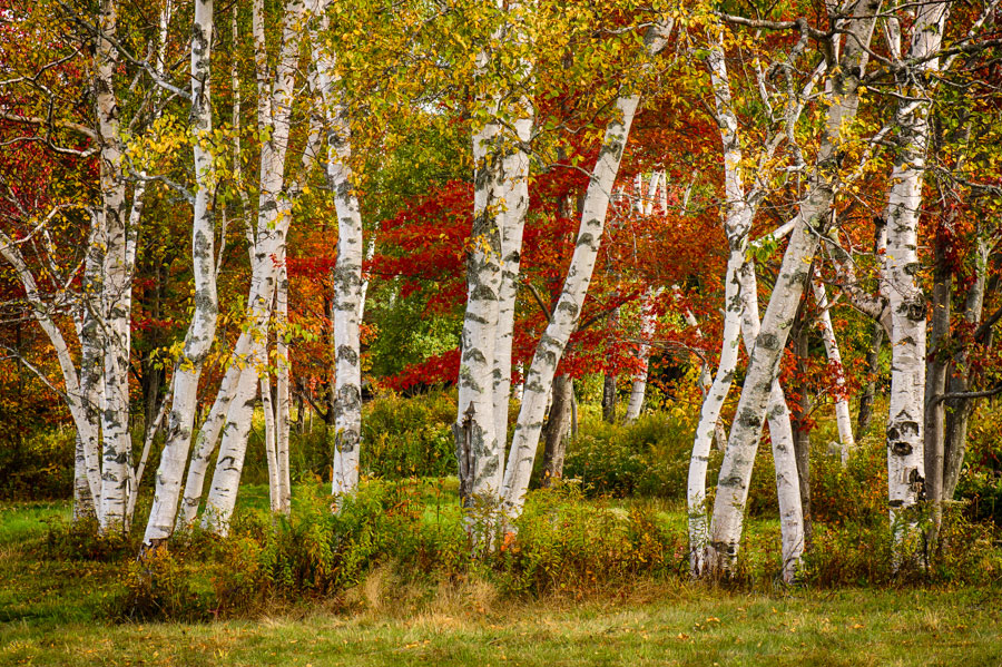 paper birch forest